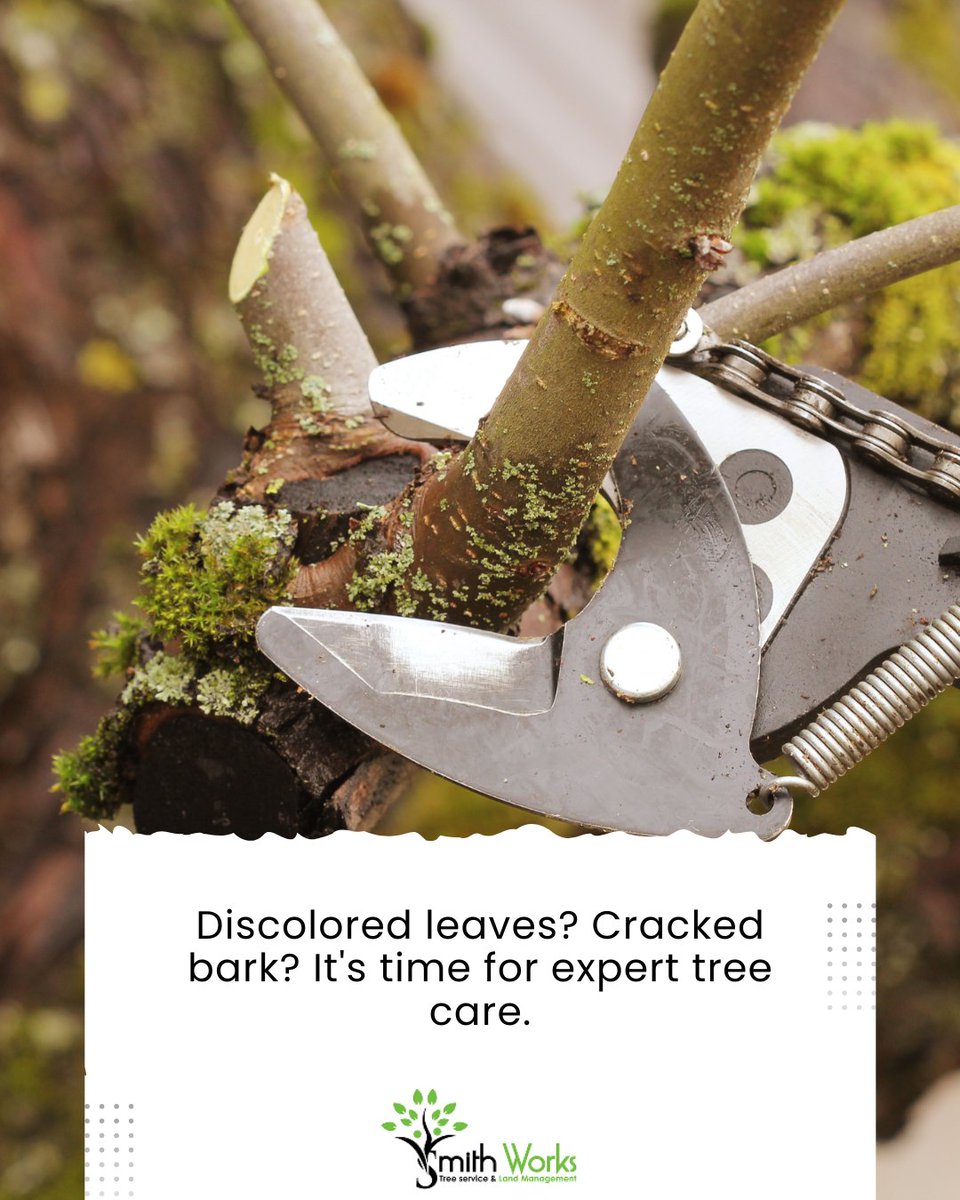 SmithWorksTree's tweet image. Sustainable care means using eco-friendly solutions that keep your landscape green and your trees strong — season after season. 🌿

👉 Give your trees the expert attention they deserve!
📍 Learn more at smithworkstreeservicenashvilletn.com

#HealthyTreesHappyHome
