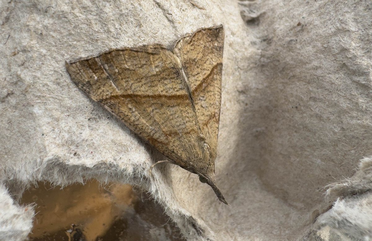 HughHarrop's tweet image. Decent moth trapping conditions here in Shetland of late. Always good to see a Snout in the trap - named by virtue of its very long upturned palps - or - yes, you guessed it, a 'snout'...