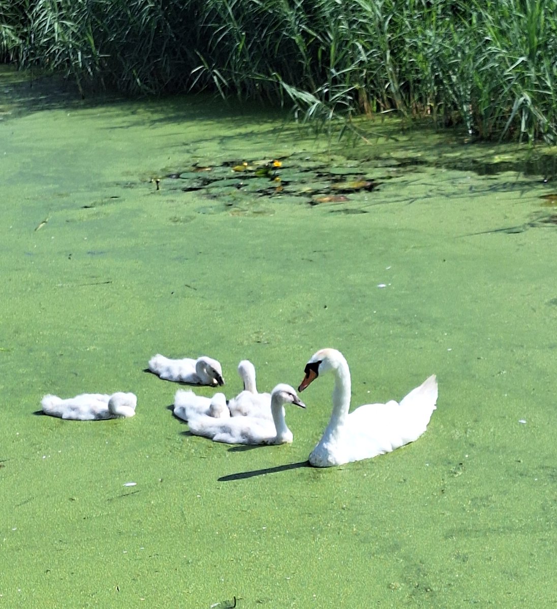 Deze foto's komen vaak voorbij, maar blijven Leuk!