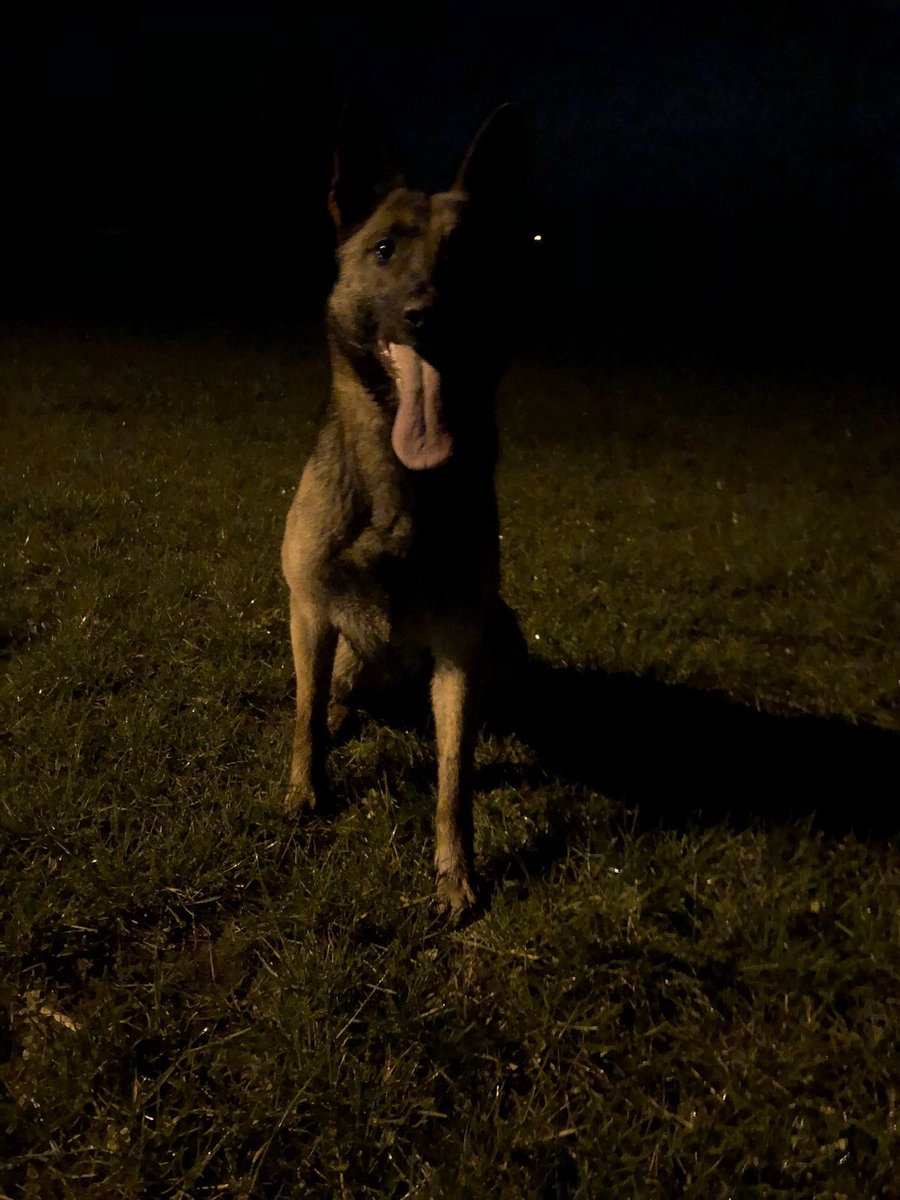 LubowaPaul12's tweet image. Yesterday night at around 1am, I heard dogs barking outside my fence. As my German shepherd responded as well.
With worry,I went to my bedroom window to see what’s happening, on opening I saw my dog kneeling and it said “ nsaba gendako out bankimye” am in shock upto now😂😅
