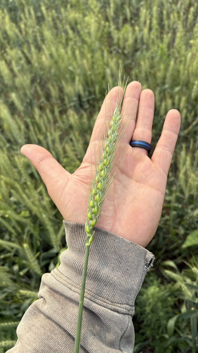 Jughead450f's tweet image. AAC Galore is doing great on just over 4” of July rain