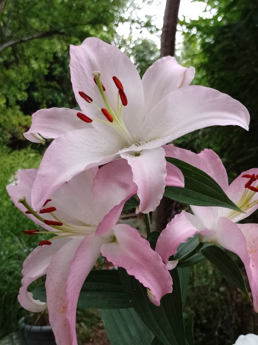 BuffbayB's tweet image. Last of my Lilies, scent intoxicating and very welcome after clearing up cat poo 🤮