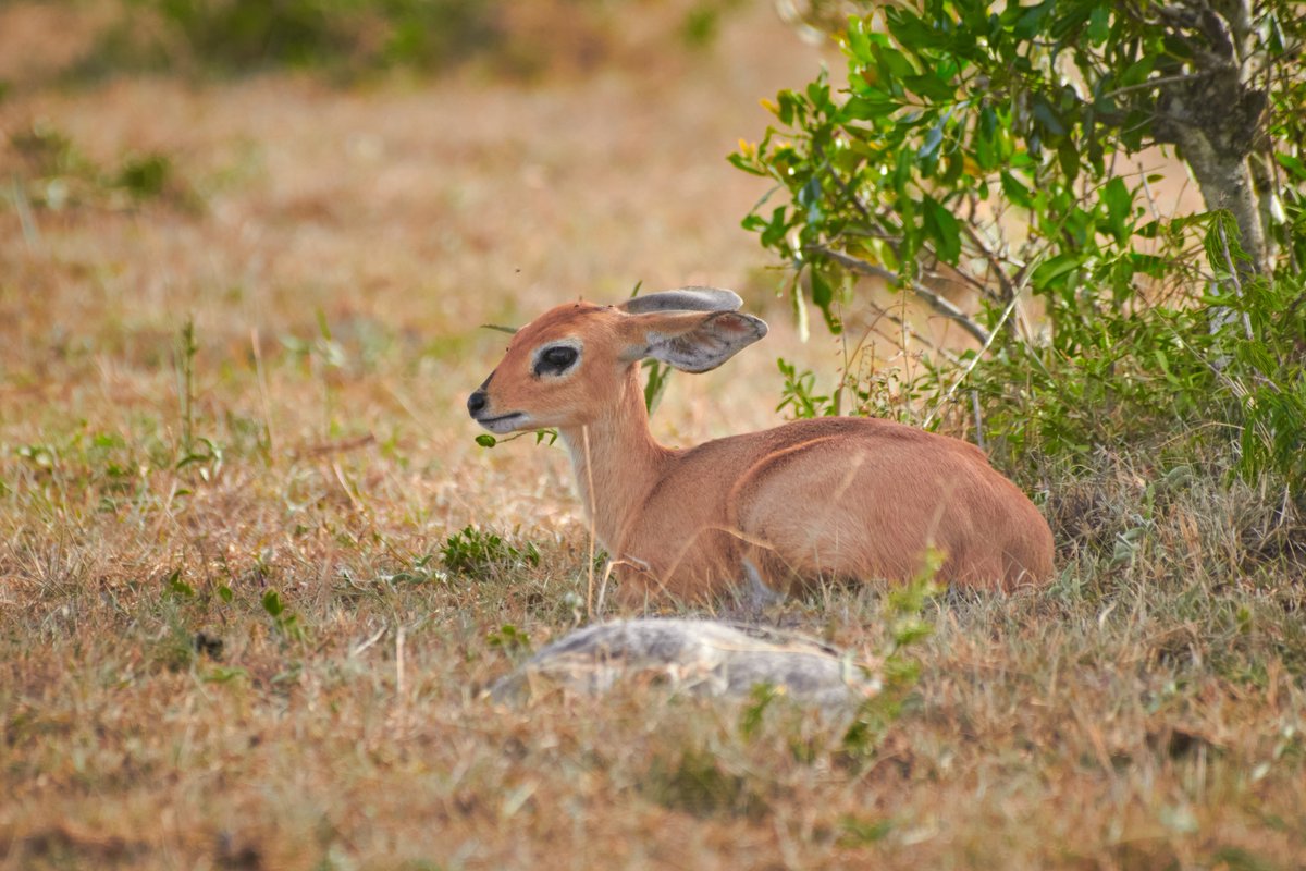 bownaankamal's tweet image. Steenboks are known for their remarkable toilet habits—they dig small latrines and repeatedly use the same spot to defecate, helping them mark their territory. This behavior is unusual among small antelopes.
Photo by @bownaankamal
.
.
🦌 Masai Mara | Kenya
.
.
#Steenbok…