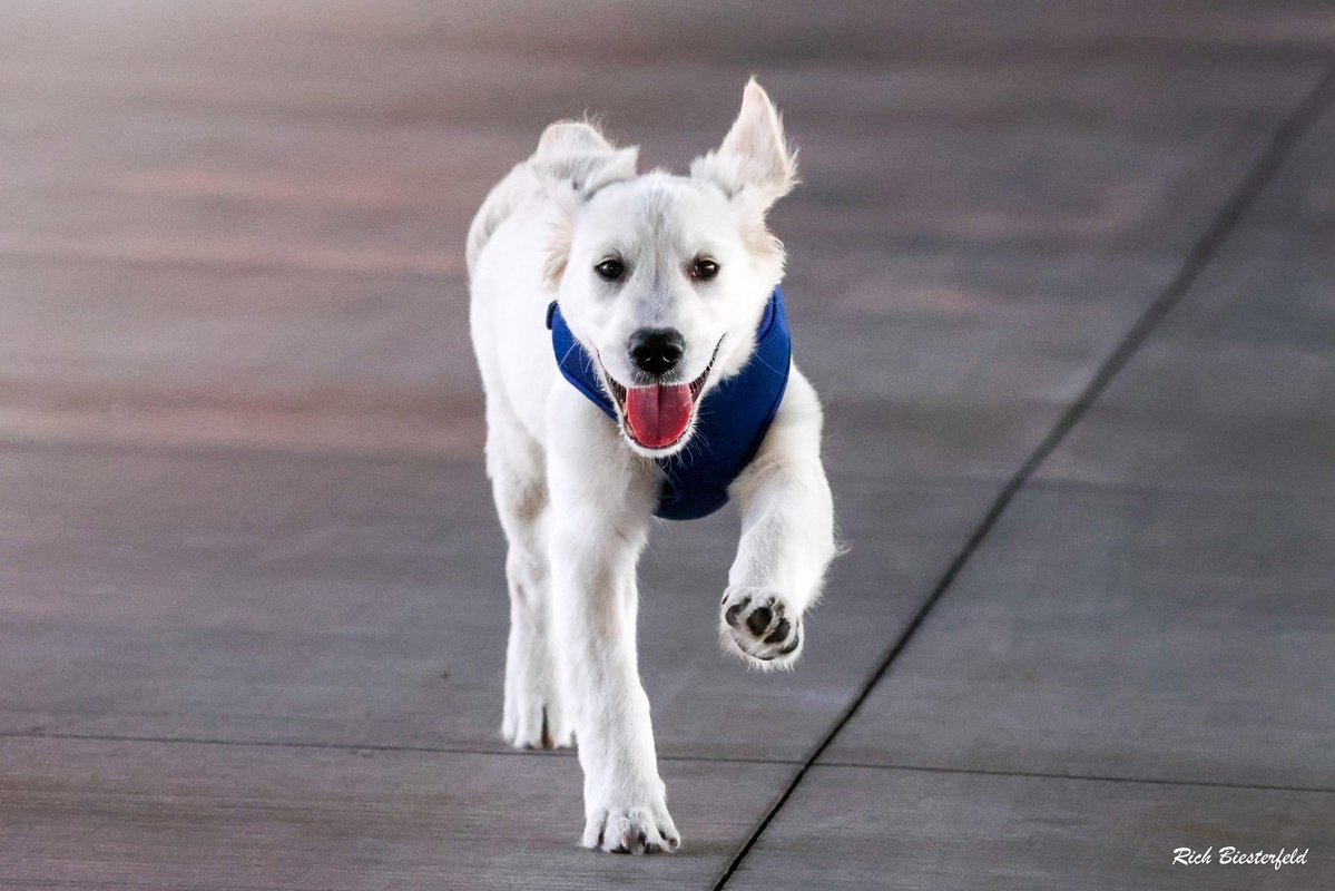biest22's tweet image. Who doesn't love seeing a puppy visit the ballpark? This is Maverick - the pup of Cubs ACL trainer @ChadRodriguez17 and he's a big hit with players and fans when he comes to visit!