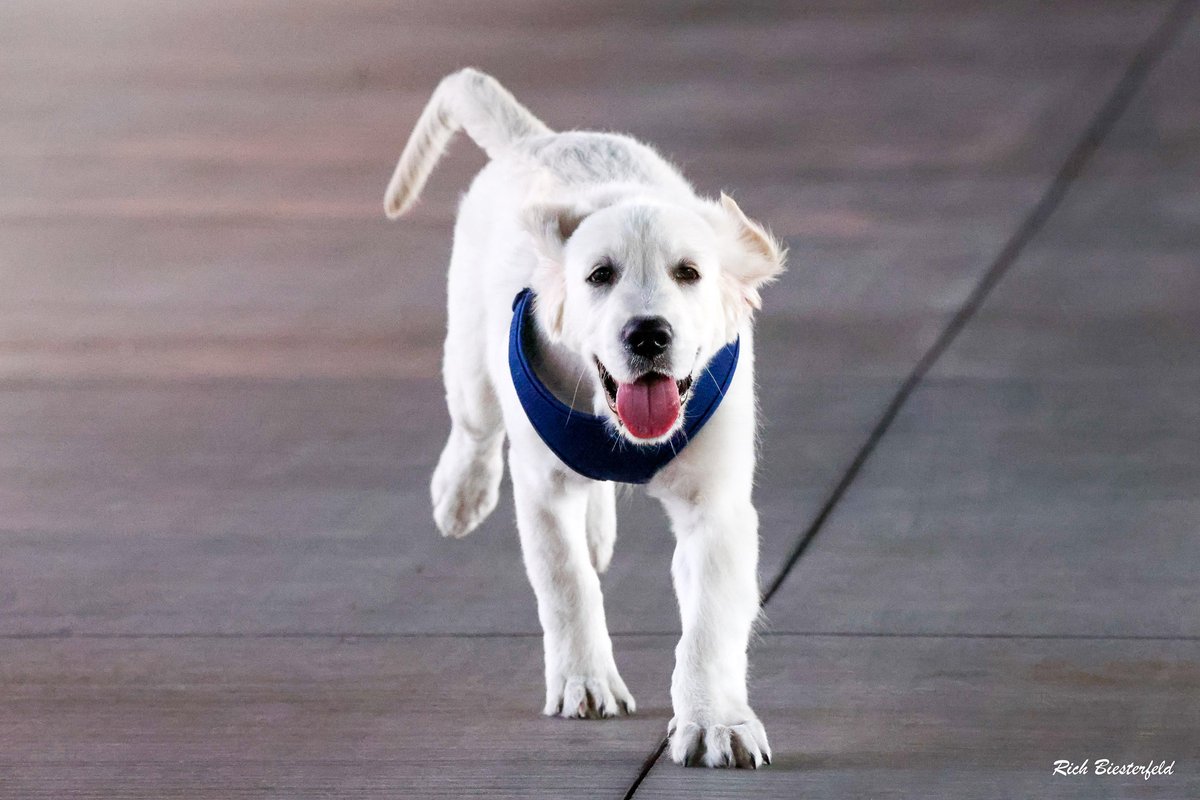 biest22's tweet image. Who doesn't love seeing a puppy visit the ballpark? This is Maverick - the pup of Cubs ACL trainer @ChadRodriguez17 and he's a big hit with players and fans when he comes to visit!