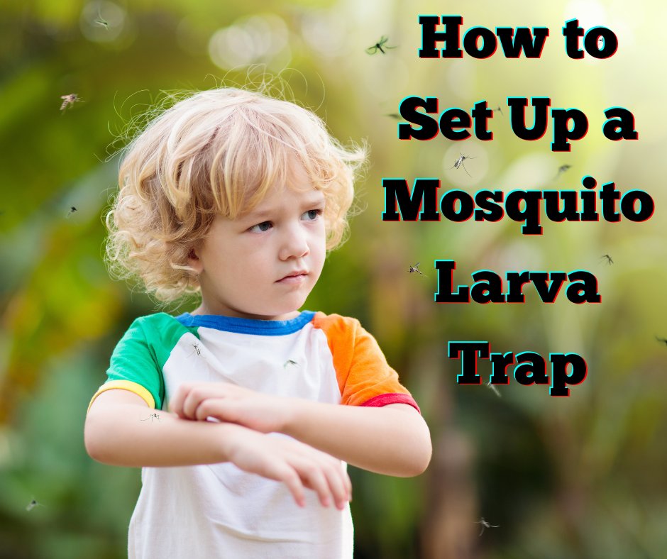CCEOswego's tweet image. Mosquitoes driving you inside when you want to enjoy your yard? Try a different approach to chemical sprays and expensive treatments! Set up a mosquito larva trap by following the tips and instructions in this article, updated June 2025: nvbirdalliance.org/news/how-to-se…