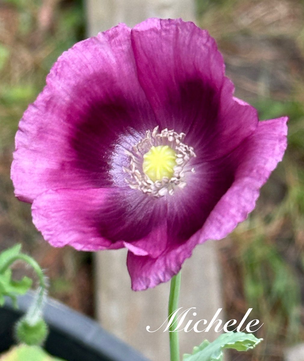 gingerartist1's tweet image. Poppy Prettiness for #MagentaMonday π€ Have a lovely week! ππ»ββοΈππ©· #flowers #GardeningX #gardening #GardeningTwitter #mygarden #garden #flowerphotography #FlowersOnX #flowersonmonday #Nature #poppy