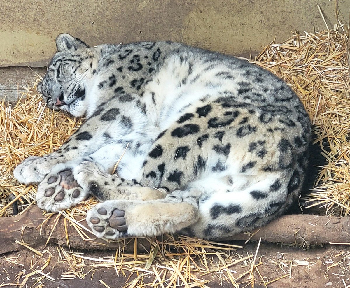 ZooBoise's tweet image. Sabu is the best at Monday catnaps!
📷: Male snow leopard by zookeeper Taylor S