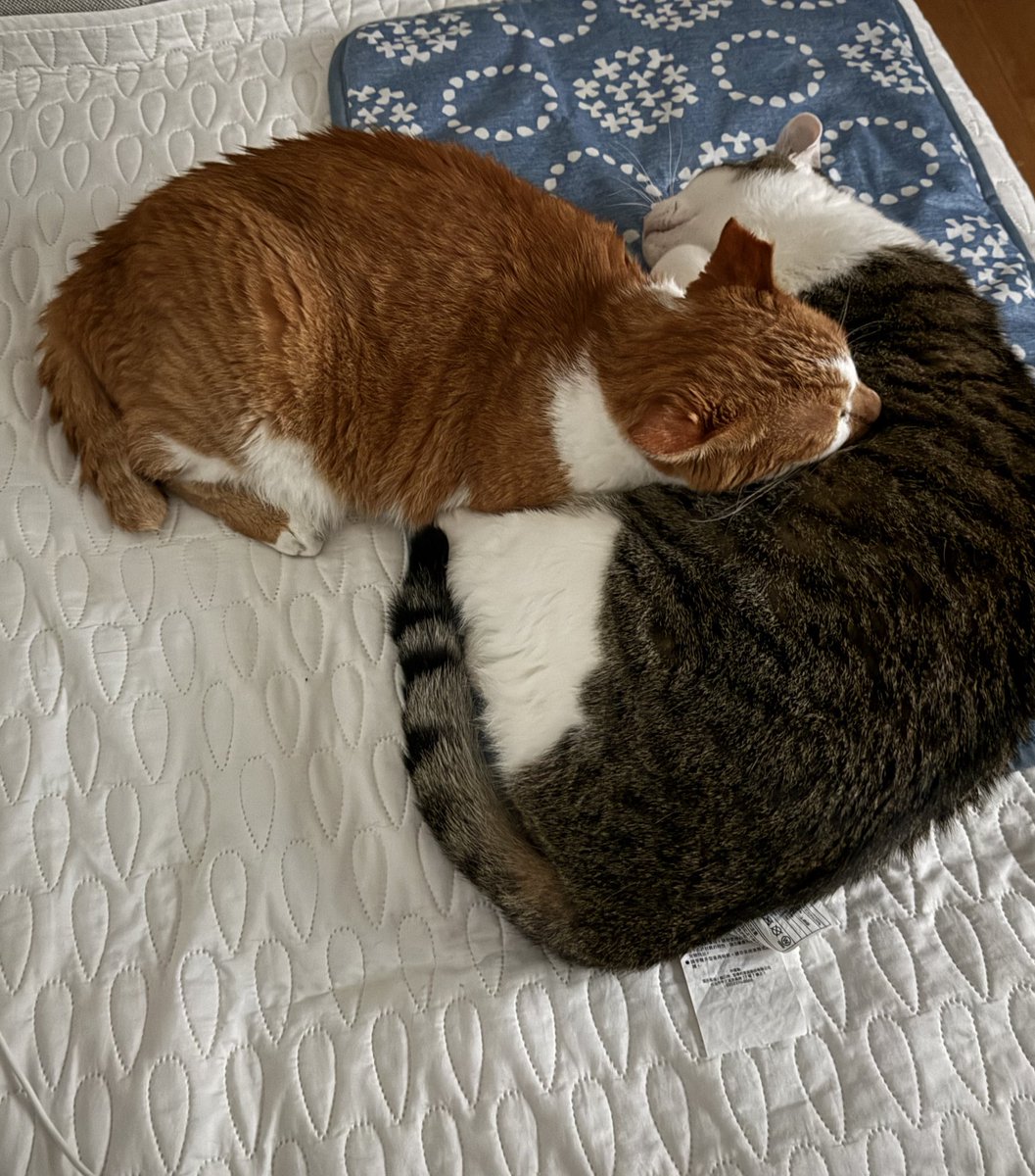 에어컨 바람 아래서 둘이 붙어자는거야?