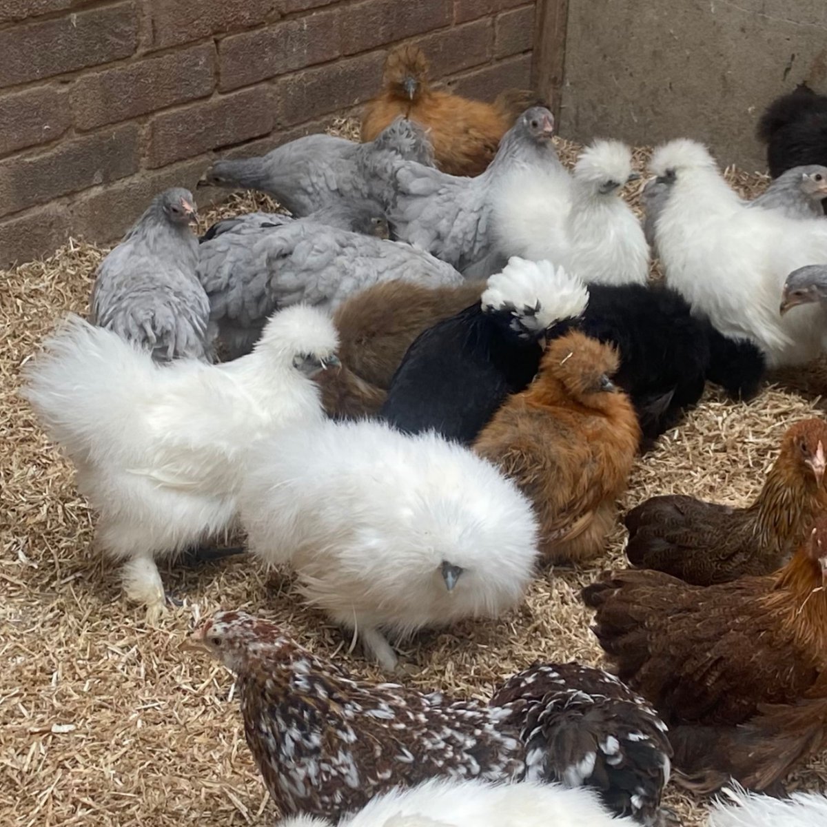 Charlotte's Chickens 🐔 - updating my waiting list July 2025 - mailchi.mp/c3e9d86729e6/o…