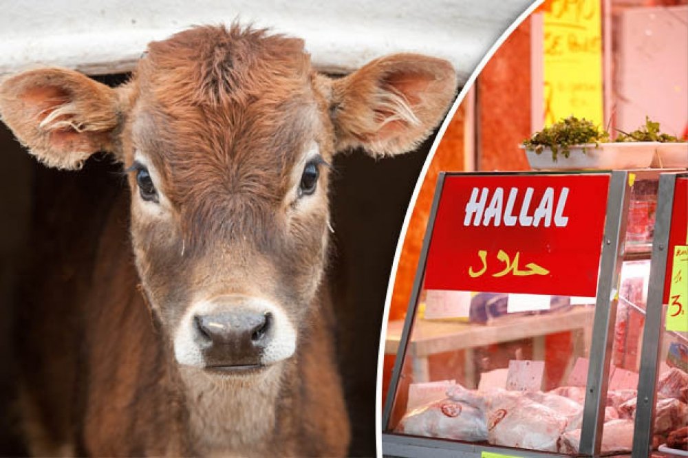 DaveAtherton20's tweet image. If you are at @IpswichTown FC please bear in mind all the meat is Halal slaughtered. A follower has been chasing them up.

"FAO Hospitality Account Executive, Ipswich Town Football Club. Thank you for your reply to my enquiry in relation to the food offerings at your football…