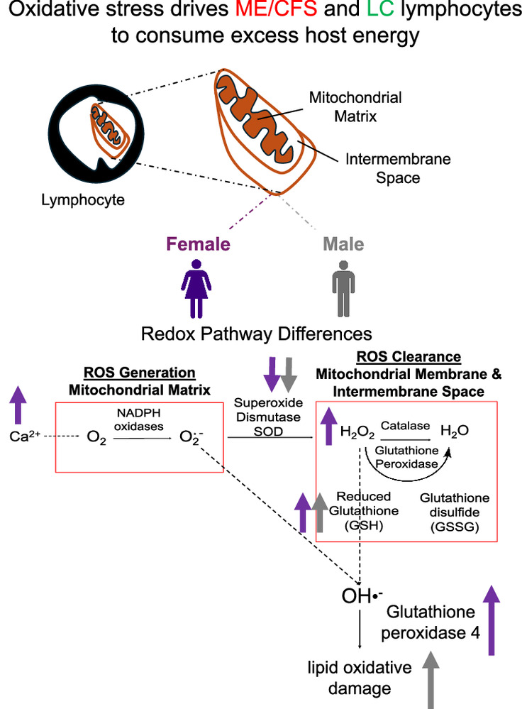 PNASNews's tweet image. One of the most-viewed PNAS articles in the last week is “Oxidative stress is a shared characteristic of ME/CFS and Long COVID.” Explore the article here: ow.ly/j2cW50Wrt1L
For more trending articles, visit ow.ly/uQLr50Wrt1M.
