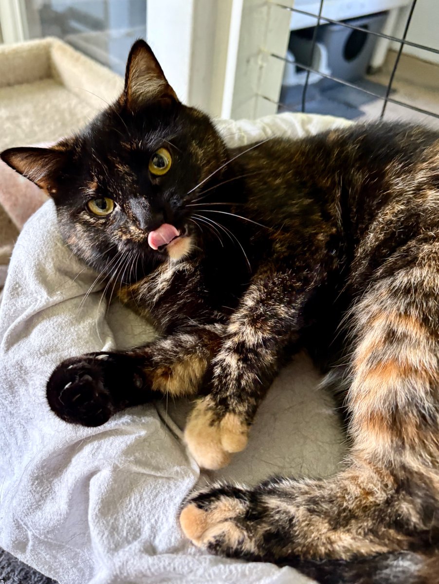 RappCatsAdopt's tweet image. Luna says who cares if it's not TongueOutTuesday?
She and her brother Eclipse are looking for a home together and they're READY! They are love bugs who don't want any competition, so best just the 2 of them:)