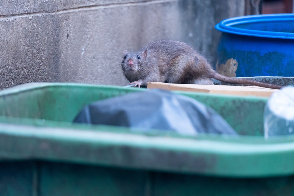 nycHealthy's tweet image. Every New Yorker has a story about rats — or more likely, a complaint. If you've made a rat complaint using 311, you may wonder who receives it, and how it fits into the bigger picture of rat mitigation.
Read our new data story to find out: on.nyc.gov/44NAnu9