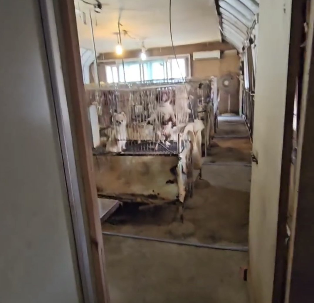 이건요 .. 개공장 고객 리스트인데요
켄넬, 브리딩 업체들이예요..

브리더를 찾는 사람들이 
얼마나 다르고 좋은 곳을 찾는지는 모르겠지만
현실은 다 똑같은데서 옵니다 ..