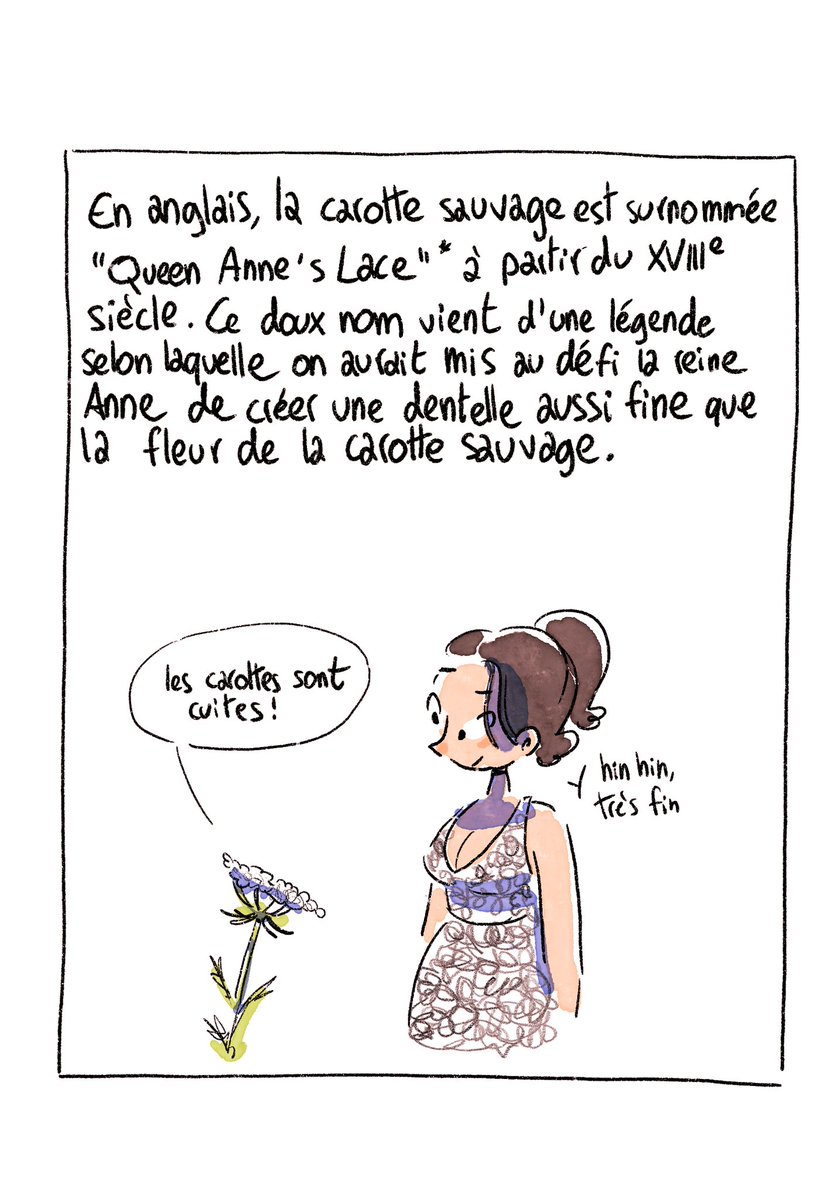 thefaune1's tweet image. I made a short strip about the Wild Carrot/ Queen Anne&apos;s Lace , heres a sneak peak 👀