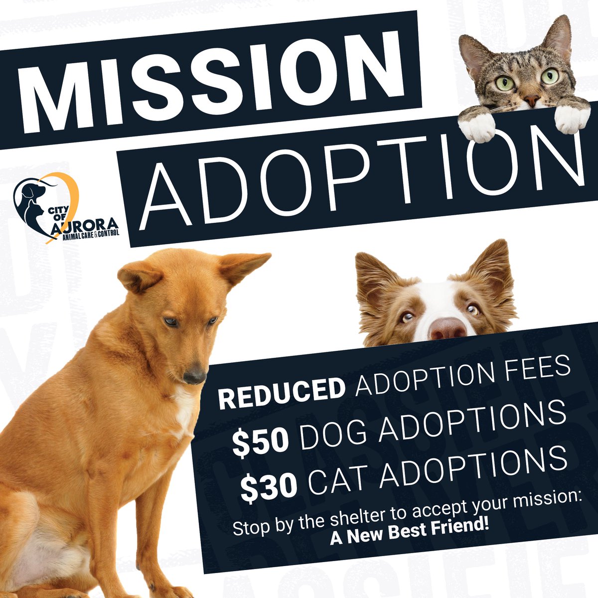 CityofAuroraIL's tweet image. Get ready for Aurora Animal Care & Control's, Mission Adoption special! 🐶🐱
Adopt your new furry friend for just $50 for dogs and $30 for cats, with no age or breed exclusions. Holds are still allowed, and their normal adoption hours apply. Don’t miss out—this special runs…
