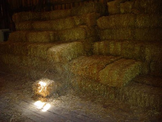 shagbark_hick's tweet image. Knew a farmer whose son was on heroin. He was shooting up in the hay mow, leaving needles up there.
After a while one of the cows bit down on a needle in its feed and got an infection. The farmer was enraged, said:
"Go find those needles in the haystack!"