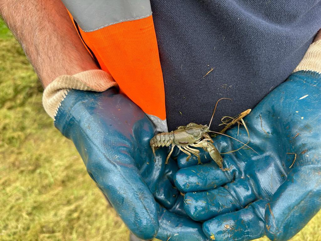 RussellB1ggs's tweet image. The River Glaven is home to White Clawed Crayfish 🦞 and acts as a Ark site where breeding Adults are used to reintroduce the species to other #ChalkStreams it’s unforgivable that a @AnglianWater Storm overflow should threaten their existence 21 July 1 hour &amp;amp; 54 minutes of 💩