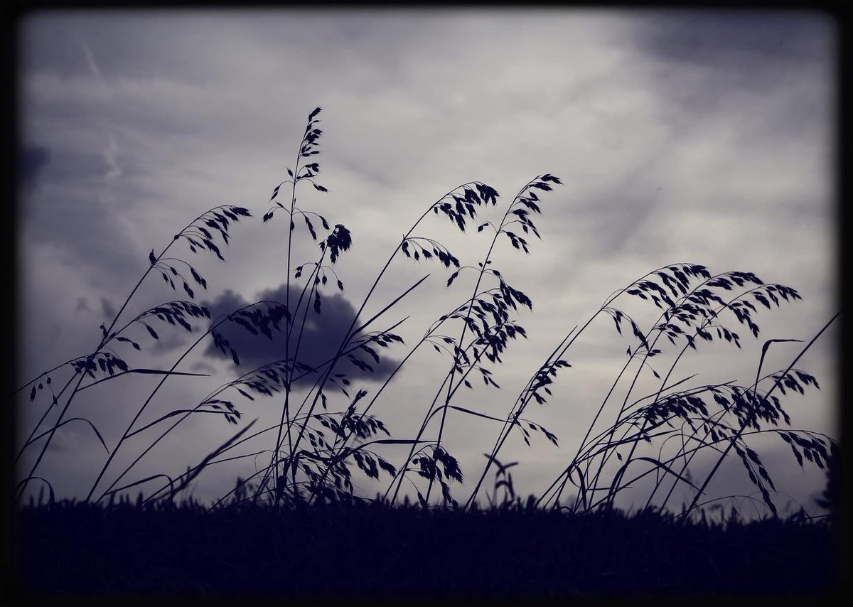 ChrissyvWellean's tweet image. โฆ swaying silhouettes โฆ