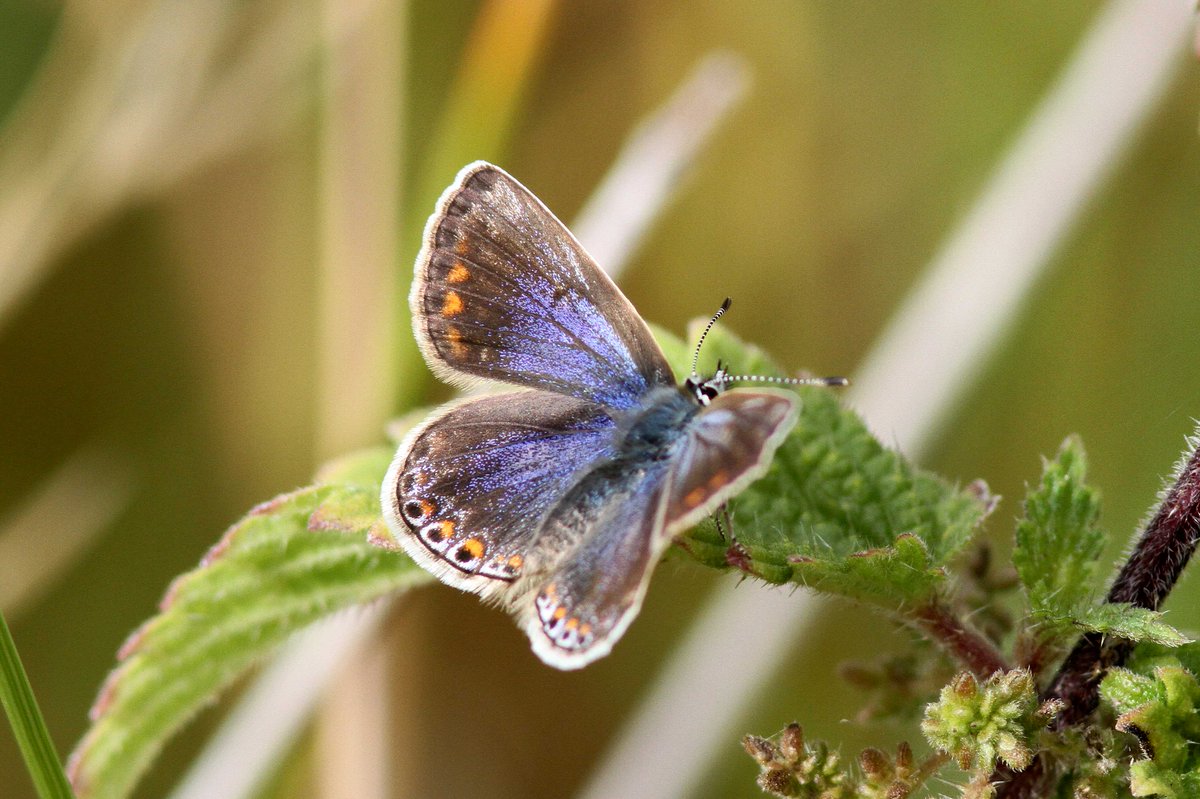 MrSteveyJames's tweet image. Had a wander around our farm #chesterfield #derbyshire this afternoon while sun was out, nice to get a dew photos of this lovely female Common Blue Butterfly #TwitterNatureCommunity #TwitterNaturePhotography @NatureUK @savebutterflies @Natures_Voice @BBCSpringwatch @DaNES_Insects