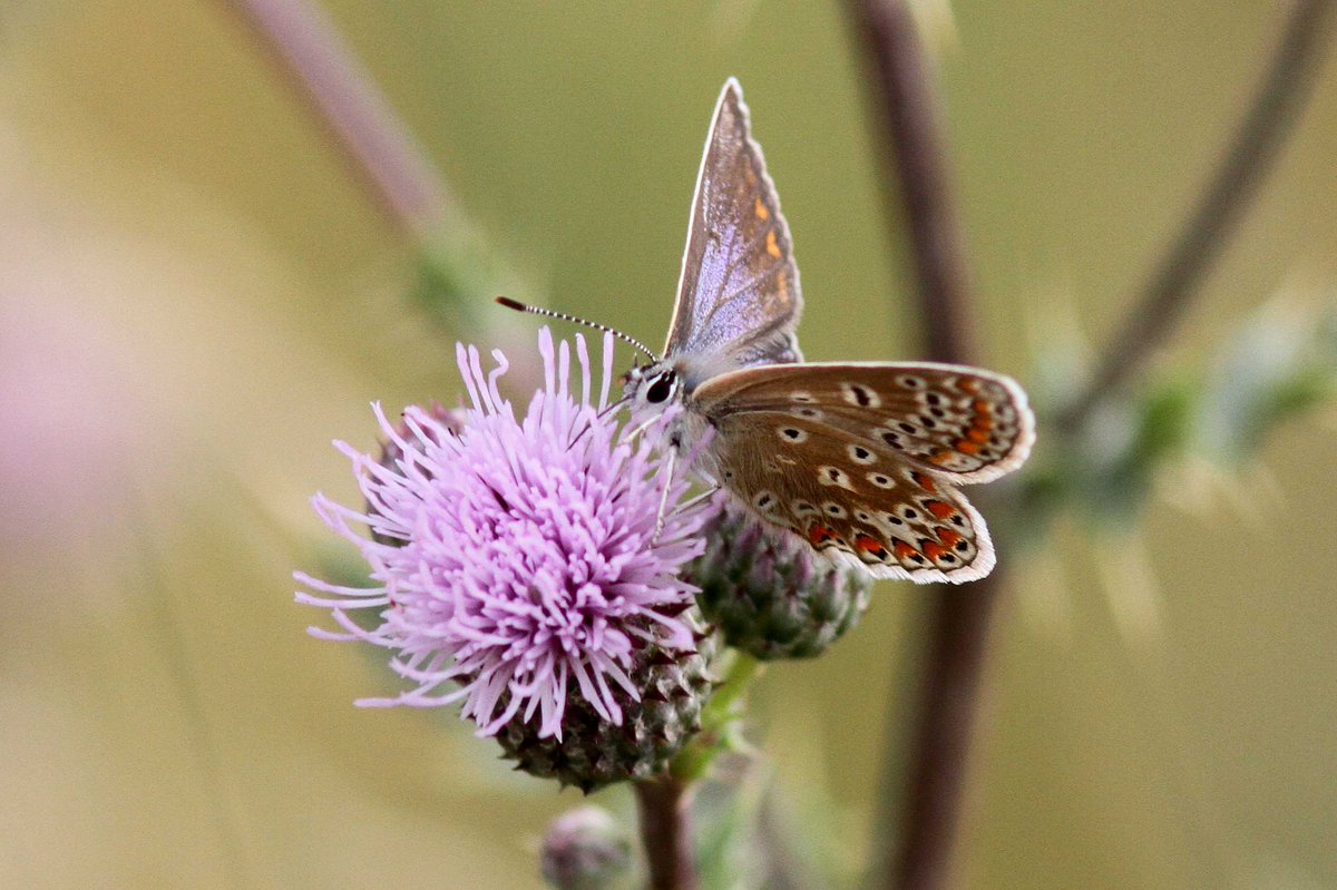 MrSteveyJames's tweet image. Had a wander around our farm #chesterfield #derbyshire this afternoon while sun was out, nice to get a dew photos of this lovely female Common Blue Butterfly #TwitterNatureCommunity #TwitterNaturePhotography @NatureUK @savebutterflies @Natures_Voice @BBCSpringwatch @DaNES_Insects