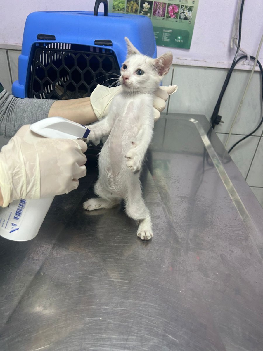 Yavruları katledilen anne kedimiz, hayatta kalan 1 yavrusu ve süt annelik yaptığı diğer yavru gönüllüler tarafından dün veterinere götürülerek kontrolleri yapıldı. 1 haftalık geçici yuva gönüllüsünün evindeler şu an. Kalıcı/geçici yuva olmak isteyenler bize mesaj atabilir.