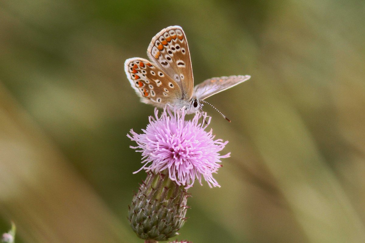 MrSteveyJames's tweet image. Had a wander around our farm #chesterfield #derbyshire this afternoon while sun was out, nice to get a dew photos of this lovely female Common Blue Butterfly #TwitterNatureCommunity #TwitterNaturePhotography @NatureUK @savebutterflies @Natures_Voice @BBCSpringwatch @DaNES_Insects