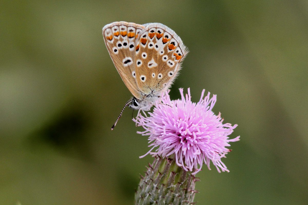 MrSteveyJames's tweet image. Had a wander around our farm #chesterfield #derbyshire this afternoon while sun was out, nice to get a dew photos of this lovely female Common Blue Butterfly #TwitterNatureCommunity #TwitterNaturePhotography @NatureUK @savebutterflies @Natures_Voice @BBCSpringwatch @DaNES_Insects