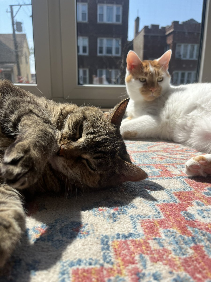 chowder94's tweet image. working in my dads neighborhood is kinda awesome bc i can just come see my cats afterwards