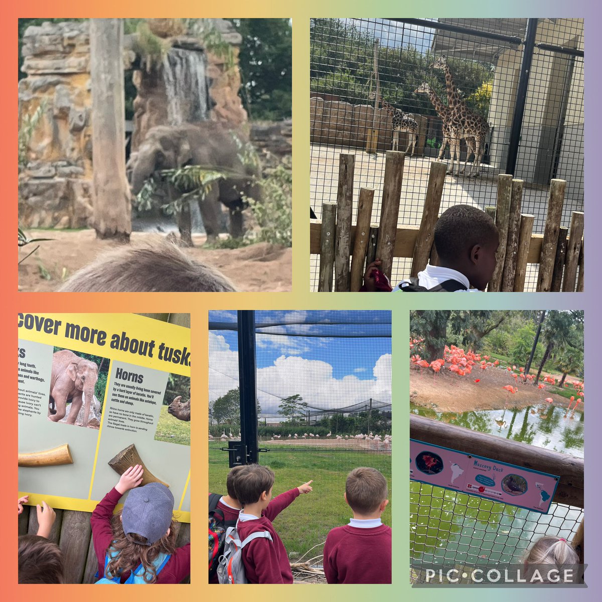 Fun at Chester Zoo 🦒🦓🦧🐘🦩 <a href="/MabLanePri/">Mab Lane Primary Sch</a>