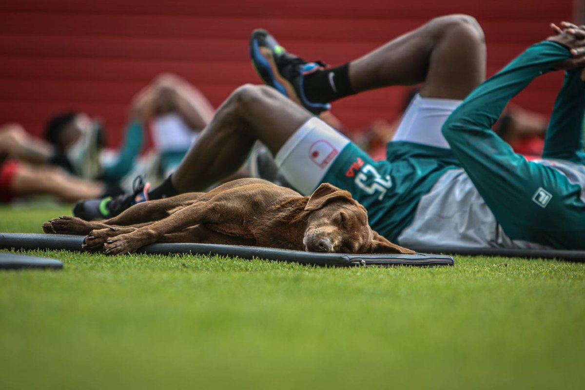 Independiente Santa Fe tweet media