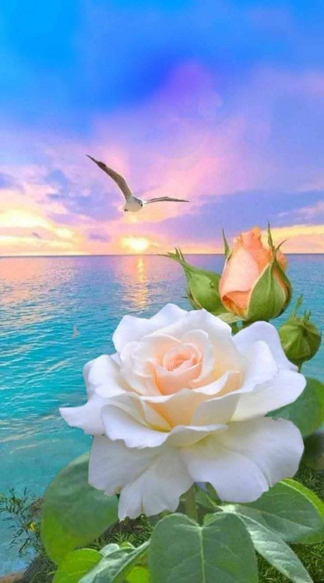 الطمأنينة هي أن تجد نفسك في مكان لا تحتاج فيه إلى إثبات شيء لأي أحد." 🌺