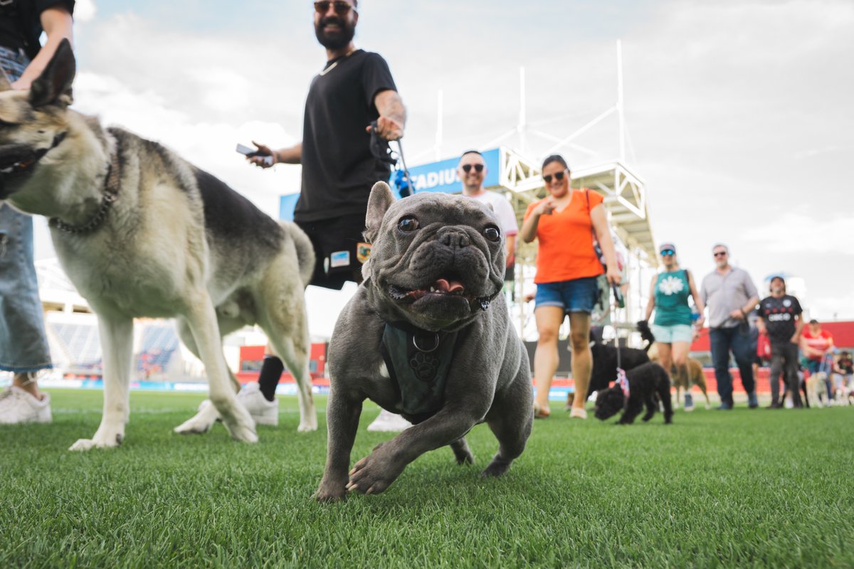 theChicagoStars's tweet image. Last year’s Bark in the Park was pawsitively iconic. Let’s do it again August 1 😉🐾
🐶: mpv.tickets.com/schedule/?agen…