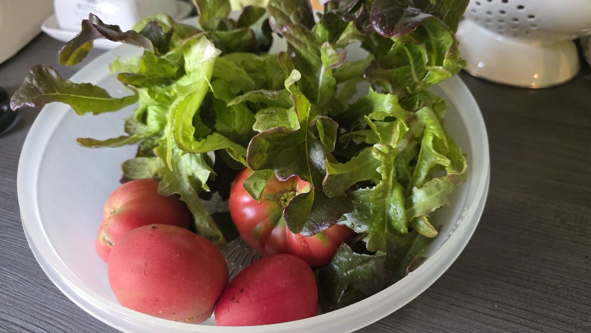 MartaMH13's tweet image. Ich habe vor 5 Jahren eine Packung Samen gekauft. Italienische Bio Tomaten. Für 2 Euro. Seitdem habe ich 2 Monaten im Jahr eigene Tomaten.
Salat kommt auch aus dem Garten.
Heute gibt's Gulasch mit Salat.
PD. Im Garten gibt's nur Platz für Hühner, Hasen und Gemüse.
Wir…
