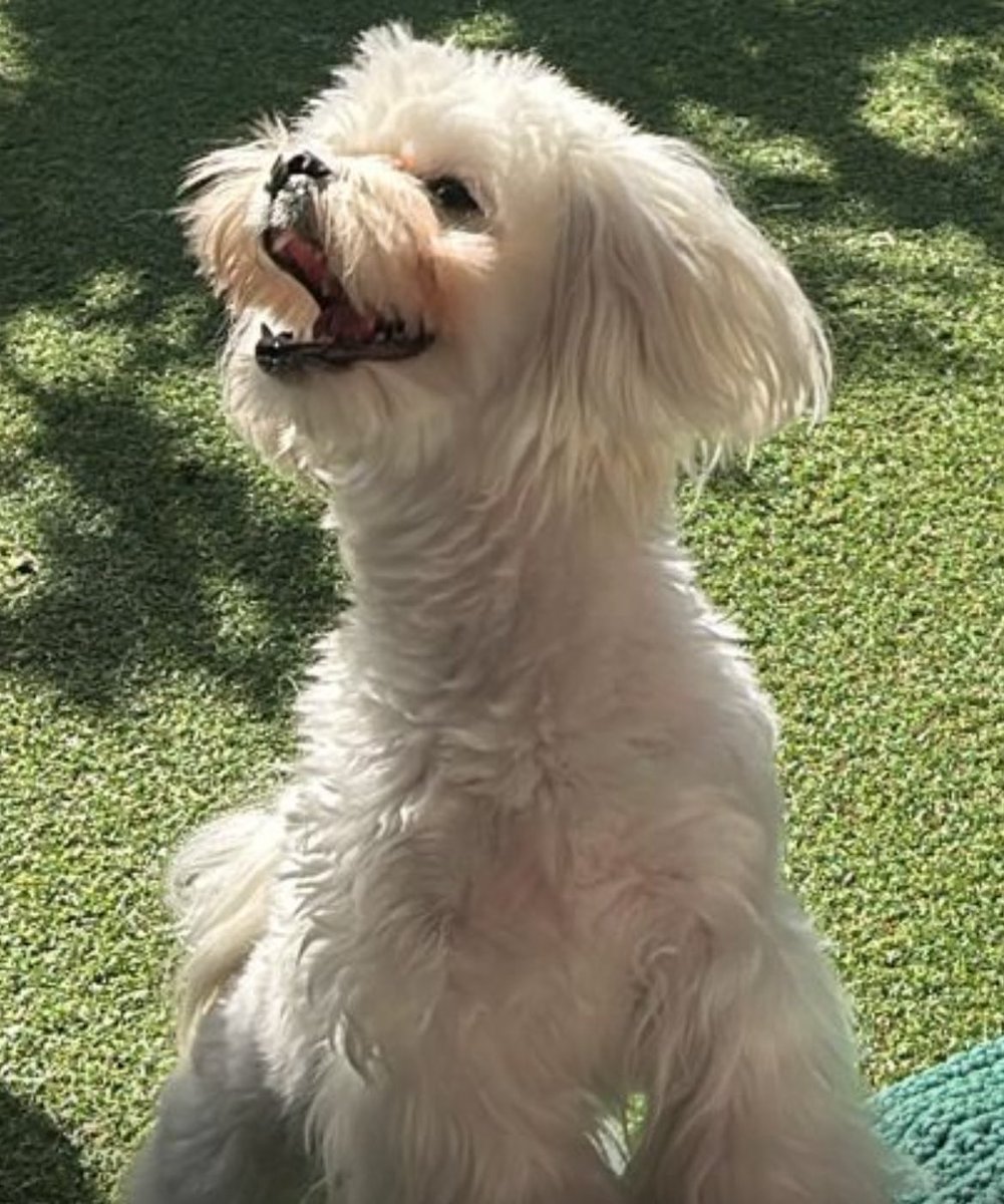 jperezalarcon's tweet image. Hoy celebramos a quien siempre está ahí, sin pedir nada a cambio. 🐶💛 ¡Feliz #DiaMundialDelPerro!