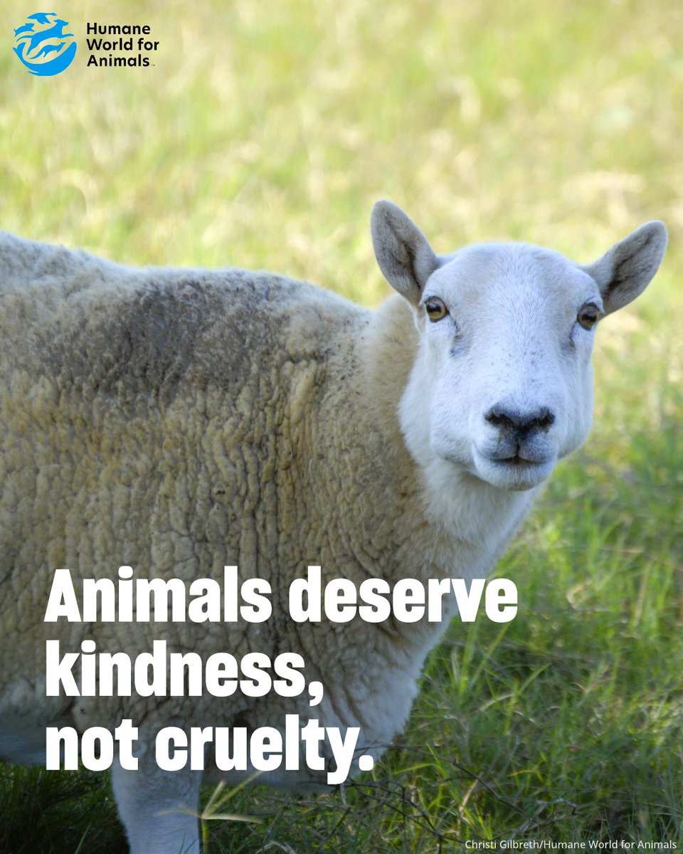 humaneworlduk's tweet image. Animals deserve to live a life without cruelty, share if you agree!🐑❤️