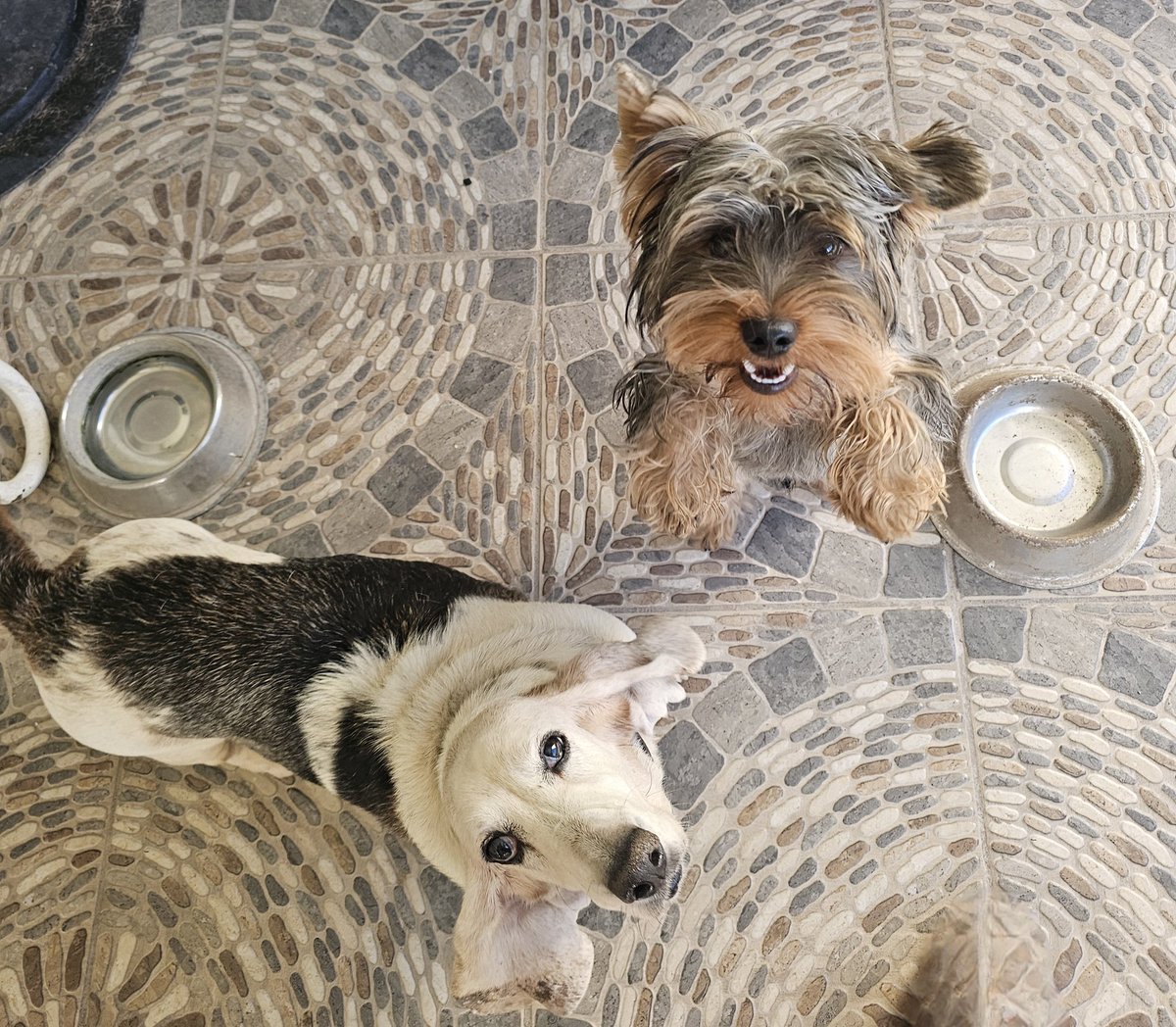 angelesblanco's tweet photo. @marthadebayle Coqueta y Choco ♥️♥️ #diadelperromd https://t.co/cgZDJYdjlZ