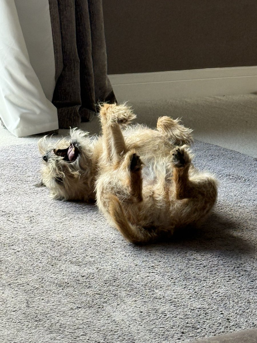 DuncanPickles's tweet image. Just back from an evening walk pals… keepin busy #DuncanPickles #dogsofX #btposse #MondayVibes *wiggles*