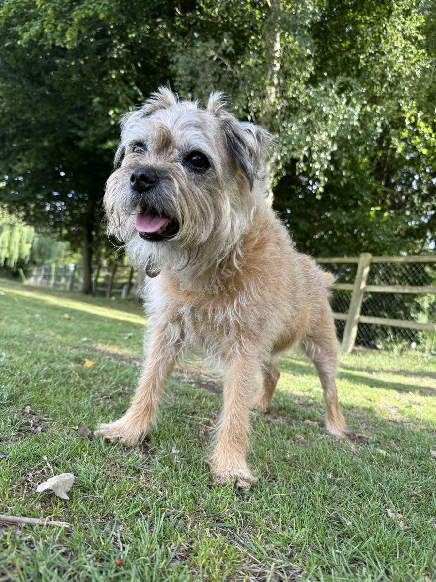 DuncanPickles's tweet image. Just back from an evening walk pals… keepin busy #DuncanPickles #dogsofX #btposse #MondayVibes *wiggles*