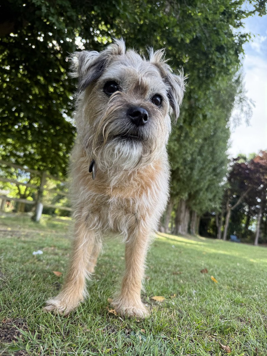DuncanPickles's tweet image. Just back from an evening walk pals… keepin busy #DuncanPickles #dogsofX #btposse #MondayVibes *wiggles*
