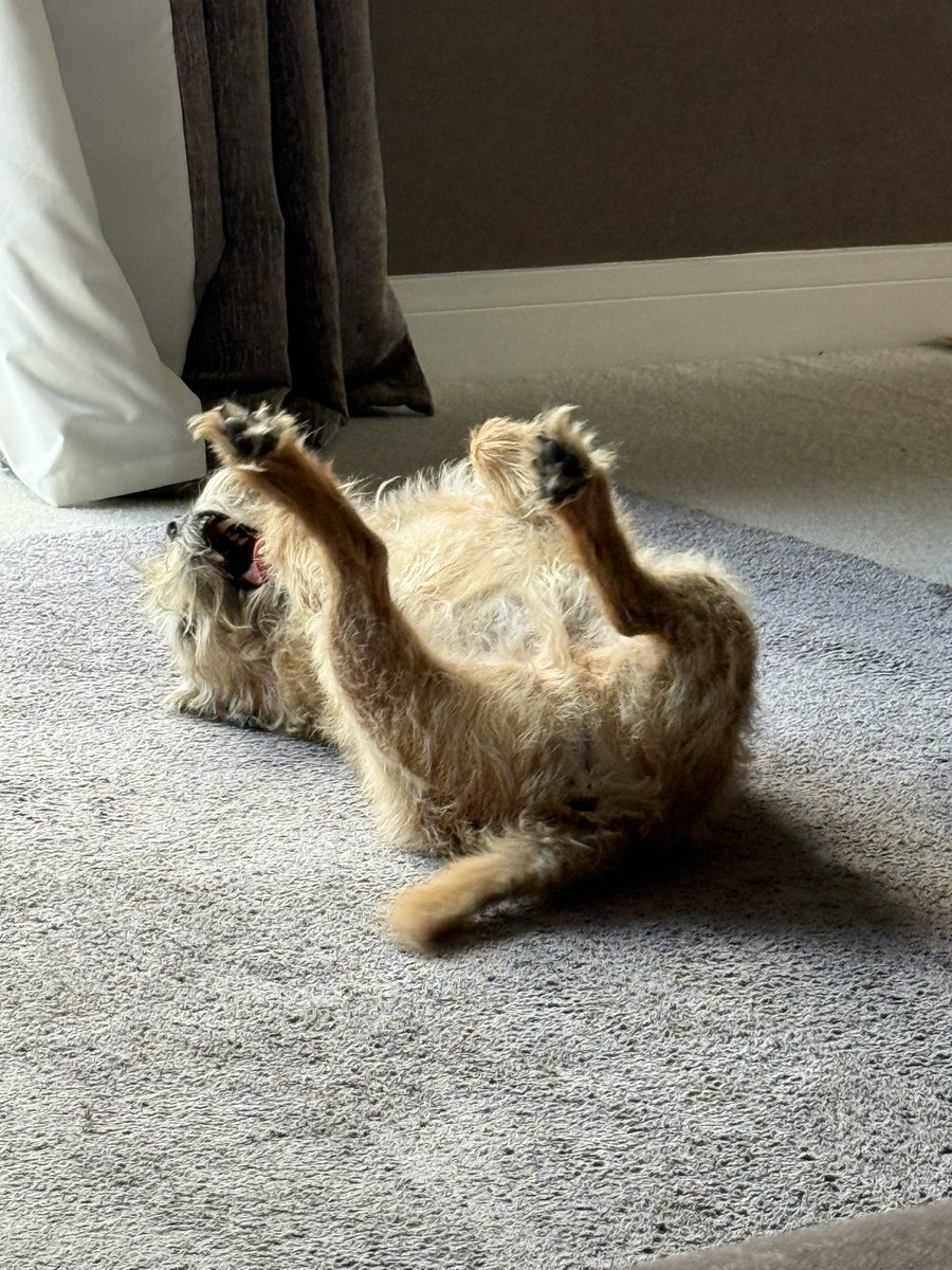 DuncanPickles's tweet image. Just back from an evening walk pals… keepin busy #DuncanPickles #dogsofX #btposse #MondayVibes *wiggles*