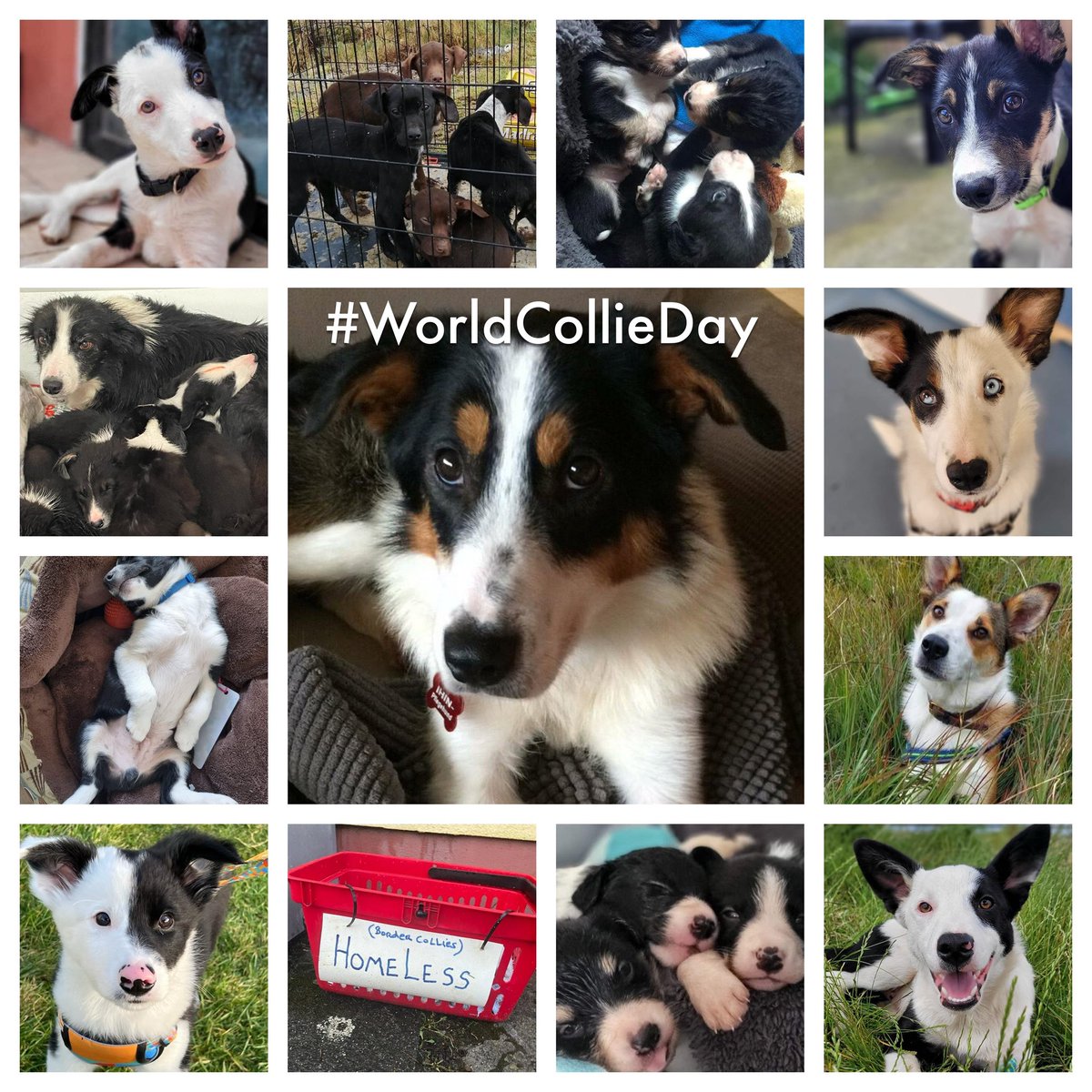 MADRA Mutts Anonymous Dog Rescue & Adoption tweet media