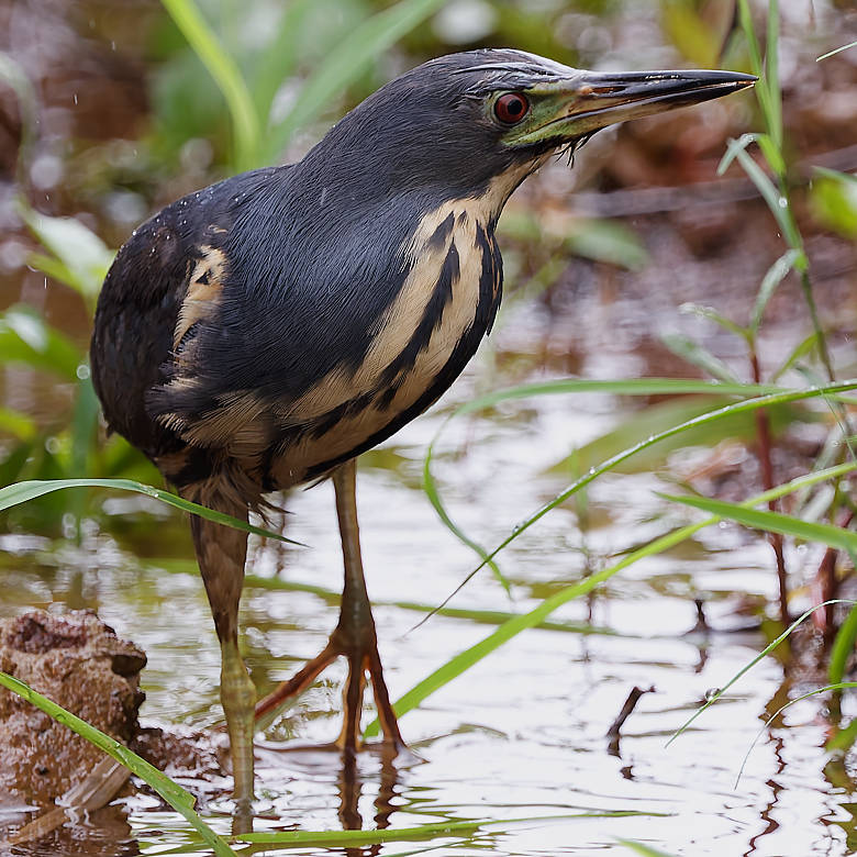 vafaned's tweet image. Last day of #Birding in #Guinea, #Africa before flying to #Senegal for more birding tomorrow.

A beautiful #Bittern, #DwarfBitten in #Conakry

#birdpicture #Africanbirds #BirdsSeenIn2025 #birds #birding #birdphotography #BirdsofX #NaturePhotography