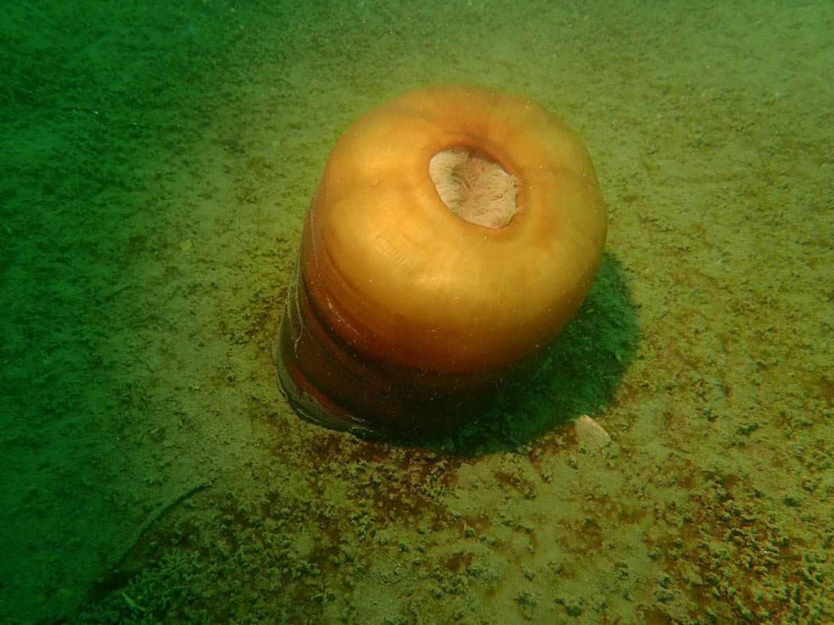 Sea Anemone Closed up to Eat or Excrete Waste 

 📸 Patricia Lockhart
📍Skull Cove, Nova Scotia, #Canada 🇨🇦

Wonderful picture, thanks for sharing 🤿 ❤️ 👌