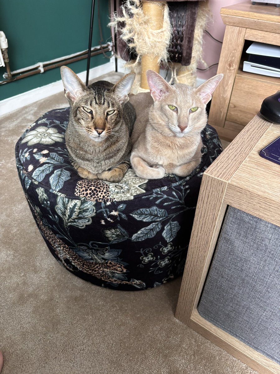 Ahsoka_Butters's tweet image. We moved again! Our home is a bit smaller than the last one, but we have plenty to look forward to. Mama has bought us a new tree (we’ll show you later) and she’s going to put things on the walls for us. We are very excited 😍 we have missed all of you. #ahsokaandbutters