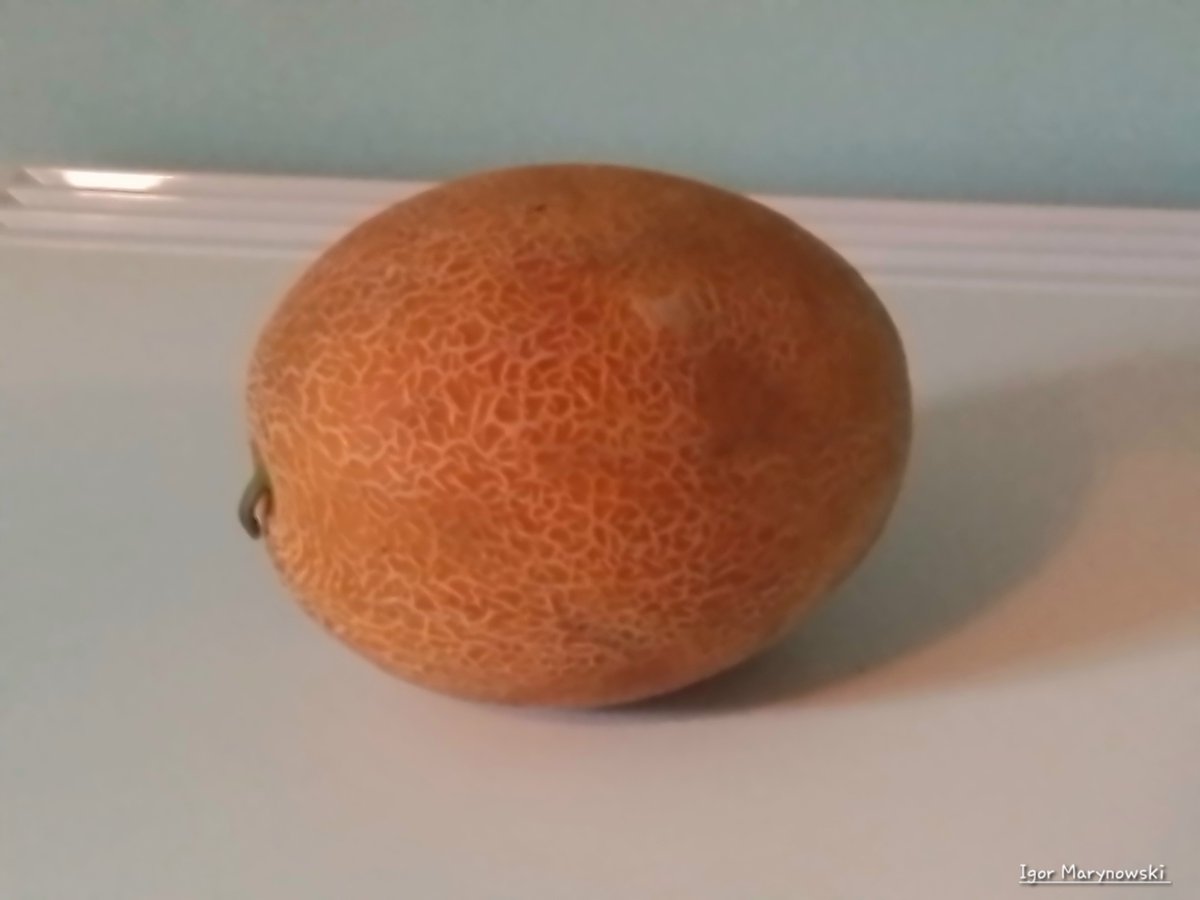 IgorMarynowski's tweet image. Today I and my sister went to bazaar and bought  a cantaloupe melon.