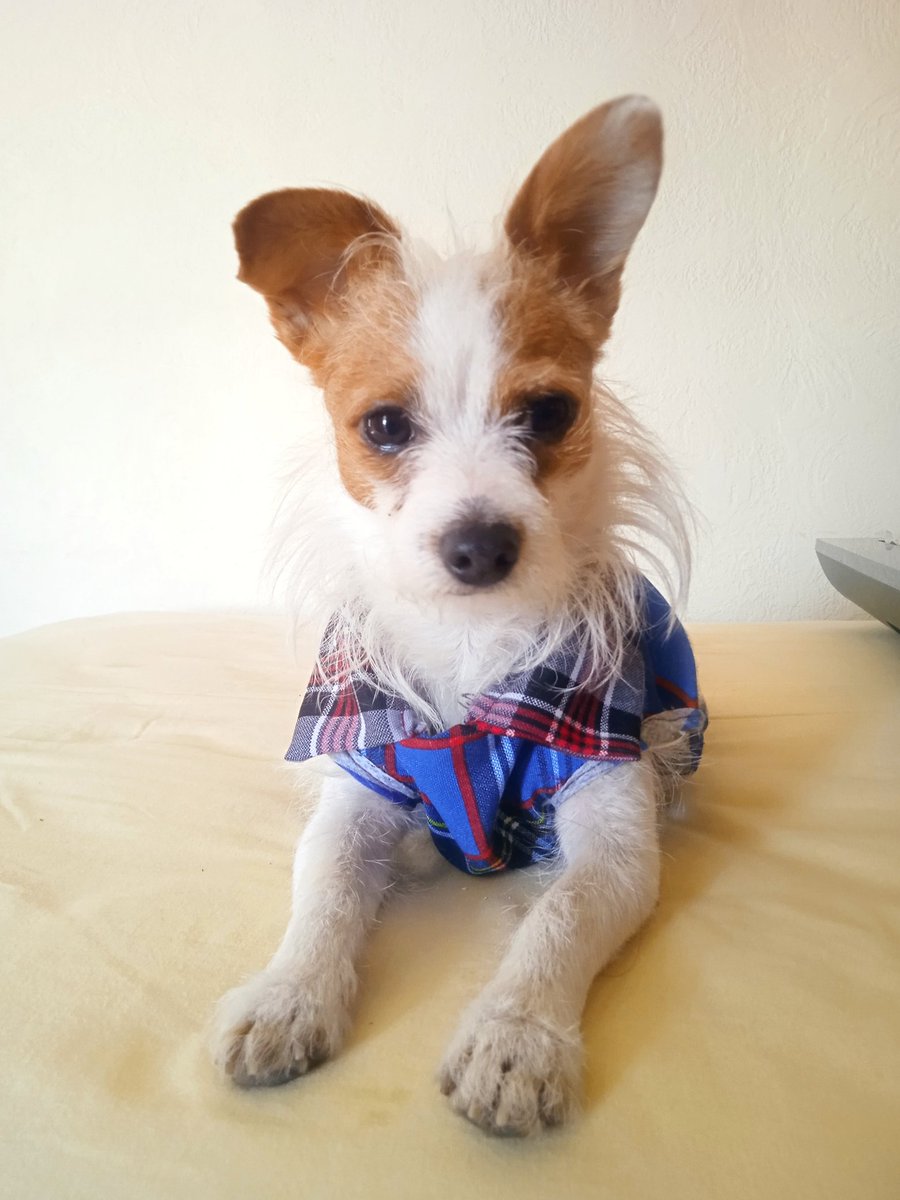 TeresagamboaL's tweet photo. #diadelperromd me llamo Nuez casi dos añitos, adoptado https://t.co/TbiV9qoKYC