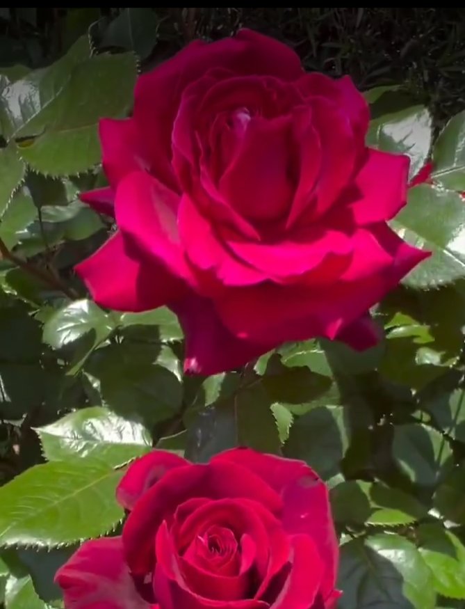 sagee786's tweet image. let this red color
be mine, the rose,
how I wanna
enjoy your
lovely fragrance ❣️
#tanka