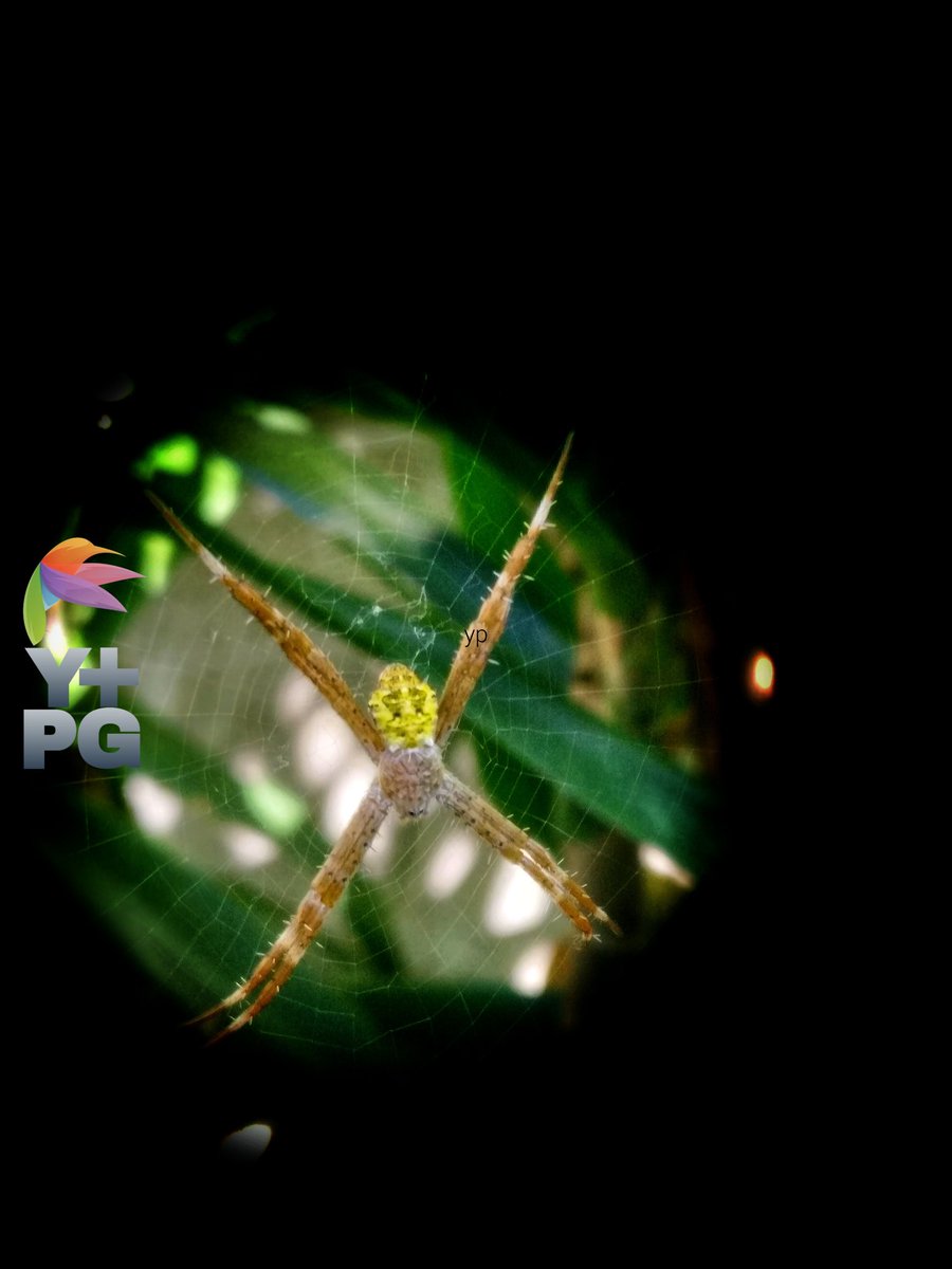 Argiope Apensa spiders make perfect webs between the leaves

#photography #photo  #photograph #photooftheday #photographylovers #PhotographyIsArt #nature #naturelove #NatureIsAmazing #naturescenery #naturelover #macro #macrophotography